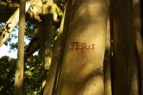 I Found Jesus On The Side Of A Tree So Apparently Jesus Ca Flickr