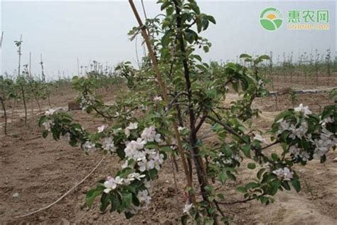 苹果树幼苗的种植技术 农技学堂 惠农网