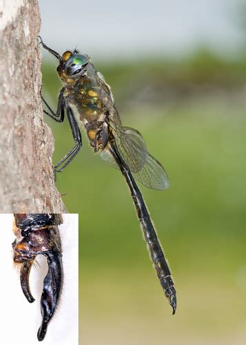 Kennedy S Emerald Cordulie De Kennedy Dragonflies And Damselflies Of