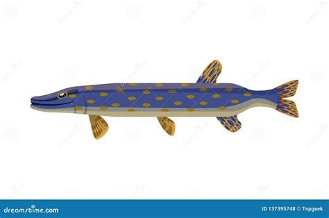 Brook Trout Illustration Cartoon Vector 134053339