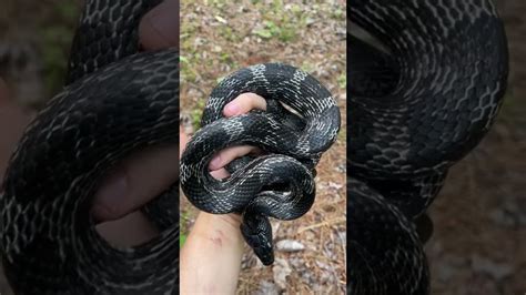 Gray Ratsnake In North Georgia Youtube