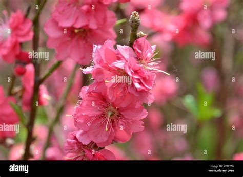 Japanese apricot blossom Stock Photo - Alamy