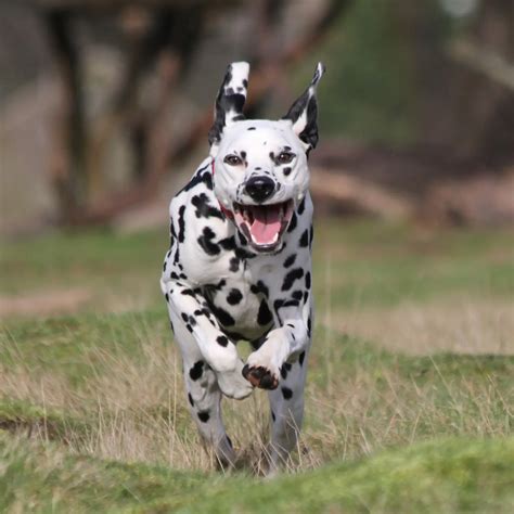 Belohnung Und Strafe Im Hundetraining Richtig Anwenden