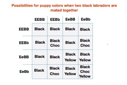 Genetics of Labrador Coat Color - Maple Leaf Vet Care Center