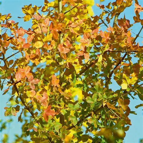 Franz Sischer Ahorn Acer Monspessulanum Gelb