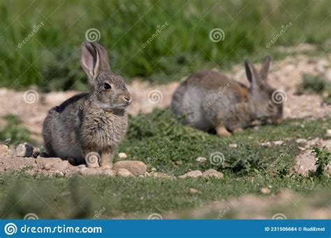 European Rabbit Common Rabbit Oryctolagus Cuniculus Sitting On A