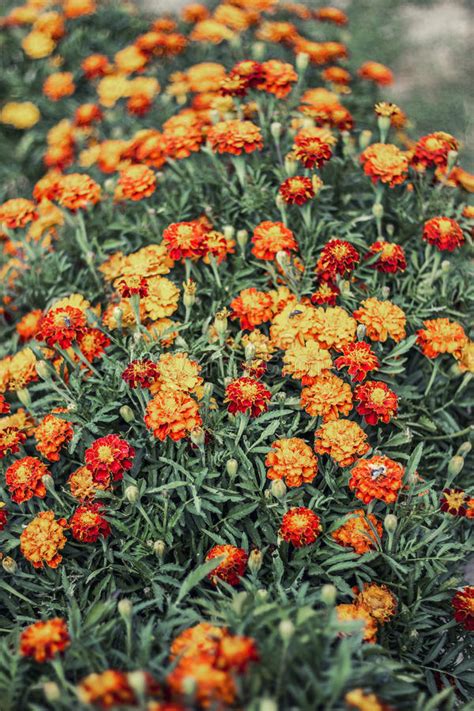 Orange Marigolds in the Garden Stock Image - Image of horizontal ...