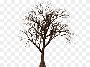 Dry Tree Shriveled Withered Plant Png Pngwing