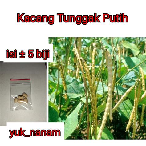 Jual Benih Kacang Tunggak Putih Bibit Kacang Tolo Unggul Seribu