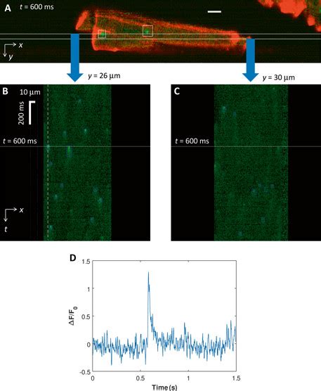 Time Lapse D Spark Imaging With Opm A Opm Image Of A Single