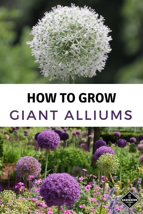 Want A Cool Flower Grow Giant Alliums Gardening For Beginners