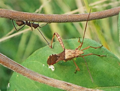 Broad Headed Bug Riptortus Pedestris Alydidae Mm No Flickr