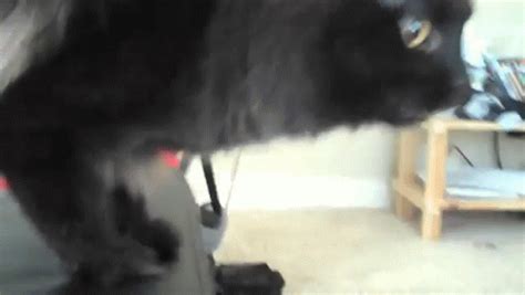 Hissing Cat GIF - Cat Hiss - Discover & Share GIFs