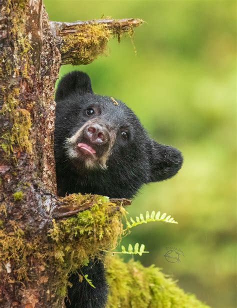 A Natural Born Climber Interacting With Black Bear Cub High In A Tree