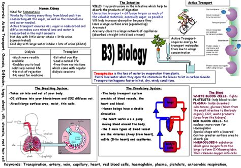 AQA B3 Biology Revision Poster Presentation In GCSE Biology