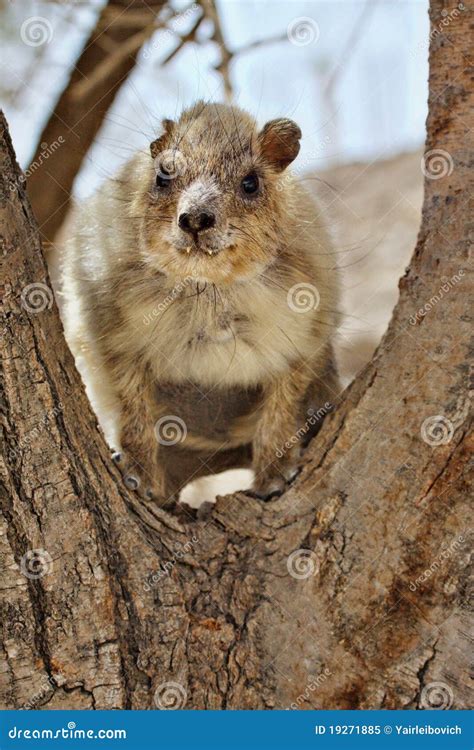 Rock Hyrax Standing Stock Image Image Of Mammal Israel 19271885