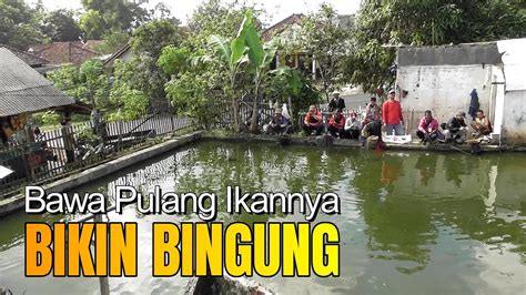 HASIL MANCING BORONGAN DI KOLAM INI MANTAP YouTube