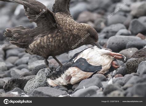 Antarctic Skua South Polar Skua Preying Adlia Penguin — Stock Photo © FOTO4440 #232673618