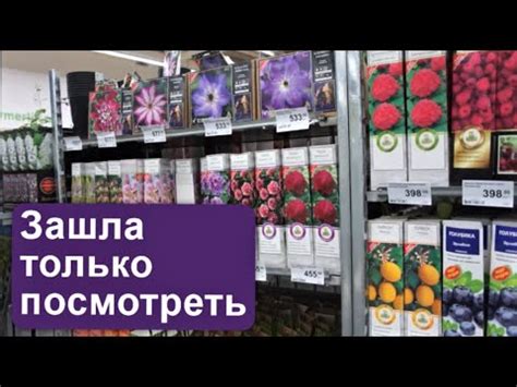 Клематисы в Леруа Мерлен. Мои покупки - YouTube