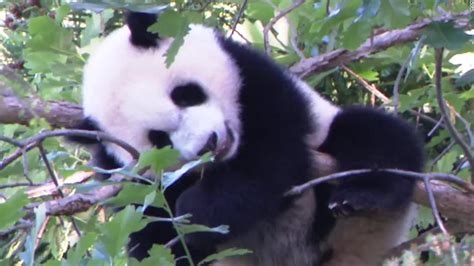 Video: Giant panda cub makes his first public appearance - CNN Video