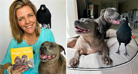 Peggy and Molly: Famous magpie adopted by Aussie family surrendered ...