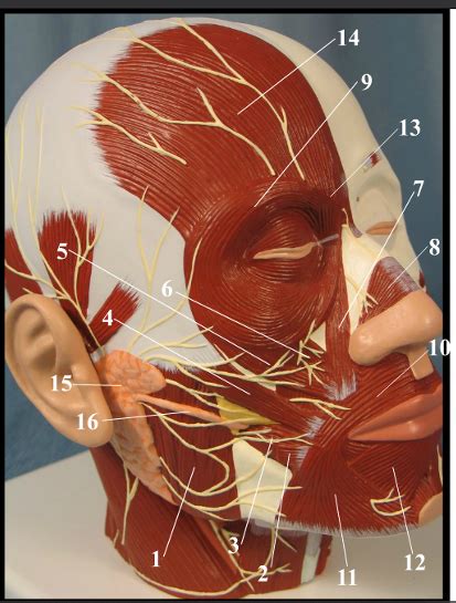 Full Head Model 2 Right Anterolateral View Diagram Quizlet