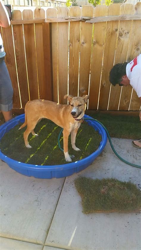 DIY Indoor Dog Potty Bella s new patio potty spot Diy drill holes using ...