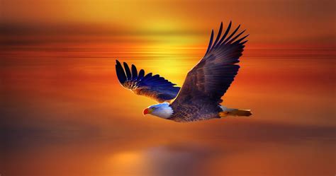 Bald Eagle Flying Wallpaper Hd