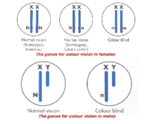 Genetics - Genetic Inheritance Flashcards | Quizlet 