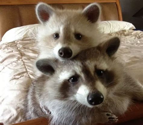 21 Cute Raccoons Demonstrating Adorable Behavior