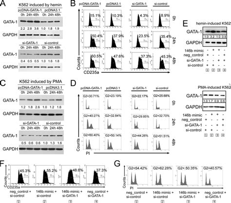 Mir 146b Mediates Erythropoiesis And Megakaryocytopoiesis Via Download Scientific Diagram