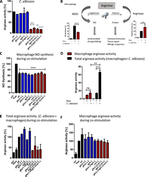 Arginase Activity In C Albicans Ureohydrolase Mutants Plus Arginase