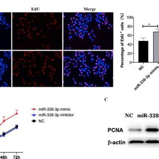 A Effect Of Mir P Overexpression On The Dna Synthesis Of Vsmcs Was