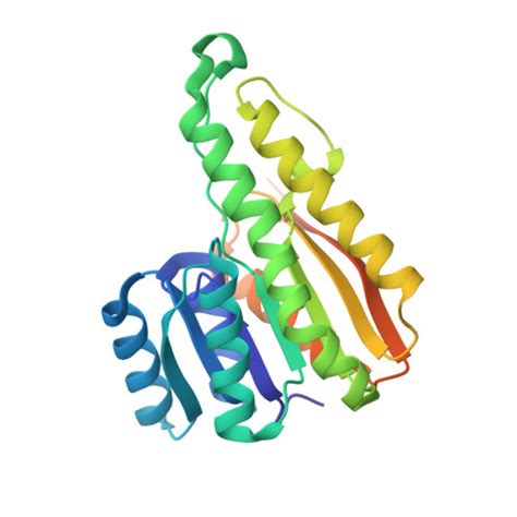 Rcsb Pdb Tfo Crystal Structure Of A Putative Oxoacyl Acyl