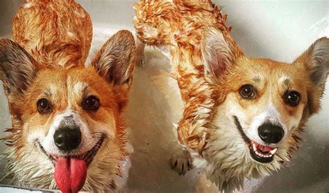 18 Photos of The Most Funny Corgi Dog Breed | Interesting facts | Zoomboola