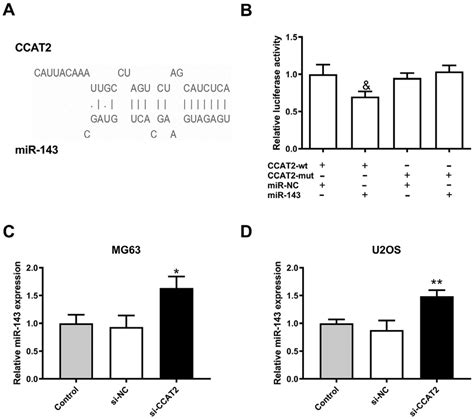 Downregulation Of CCAT2 Downregulates MiR 143 Expression In