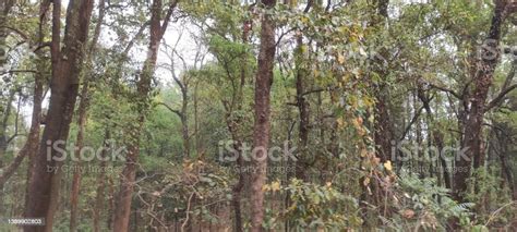 Himalayan Forest Species Stock Photo - Download Image Now - Asia ...