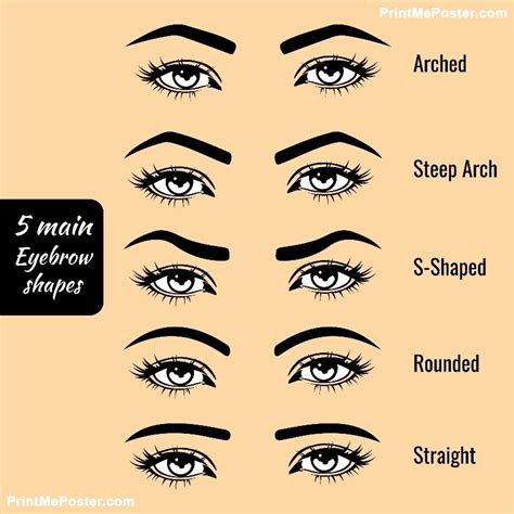 Poster Of 5 Basic Eyebrow Shape Types Vector Illustration Fashion Female Brow Poster