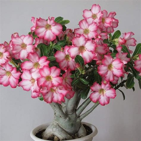 5 Pcs Desert Rose Flower Adenium Obesum Seeds A109 Plants Seeds