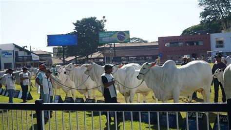 Os melhores da raça Nelore na 88ª Expozebu em Uberaba