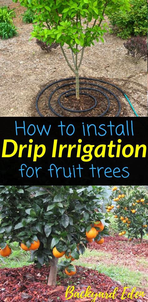 How To Install Drip Irrigation For Fruit Trees Backyard Eden Fruit