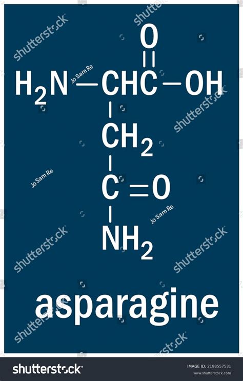 Asparagine Acid That Used Biosynthesis Proteins Stock Vector (Royalty ...