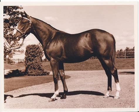 northern dancer alchetron   social encyclopedia