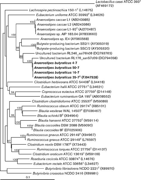 16s Rrna Gene Sequence Phylogenetic Tree Showing The Relationship