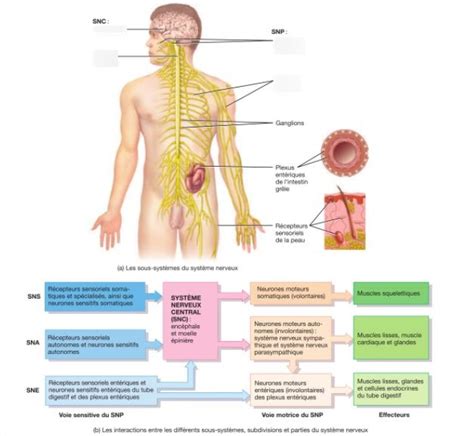 UE 2 2 Le système nerveux Structure du système nerveux Diagram