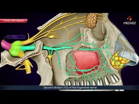 Maxillary nerve – Artofit