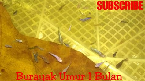 Memindahkan Burayak Ikan Cupang Halfmoon Usia Bulan Youtube