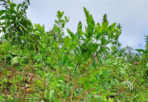 FFAA Asegura 18 Mil Arbustos De Supuesta Hoja De Coca En Olancho