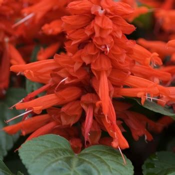 Salvia Splendens Red Hot Sally II Sage Garden Center Marketing