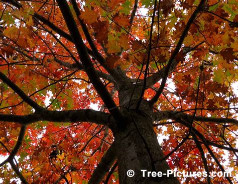 Northern Red Oak Tree Wallpaper